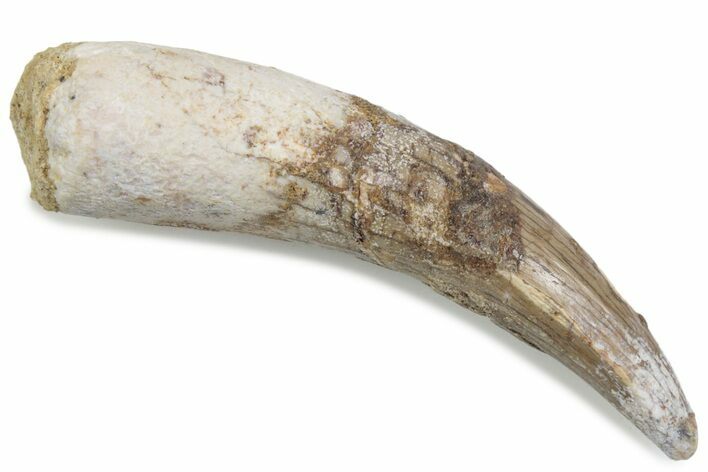 Fossil Spinosaurus Tooth - Real Dinosaur Tooth #376398